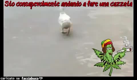 Gif Animata