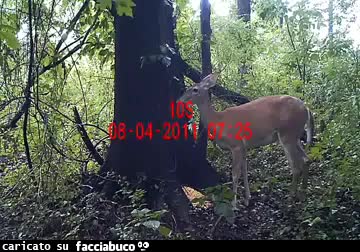 gif animata