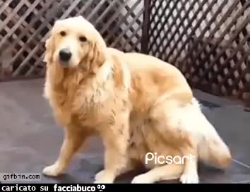 Gif Animata