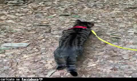 gif animata