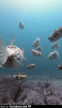 Gif Animata