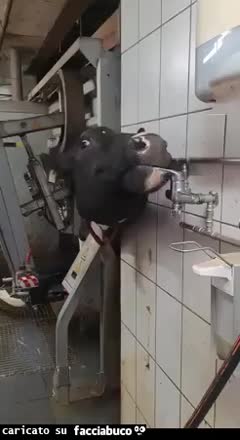 Gif Animata