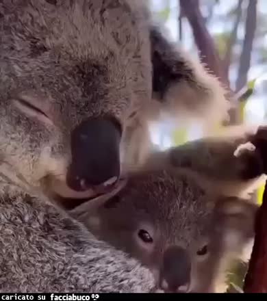 Gif Animata