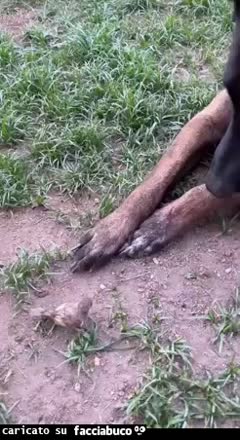 Gif Animata