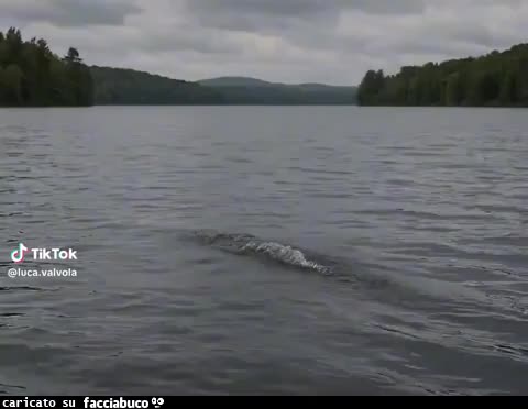gif animata
