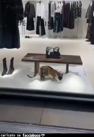 Gif Animata