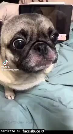Gif Animata