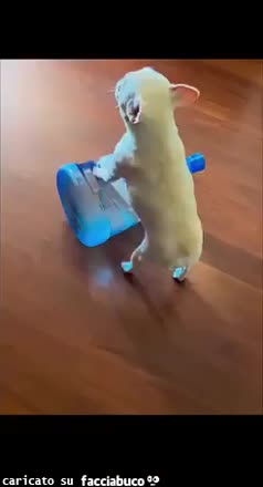 gif animata