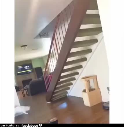 Gif Animata