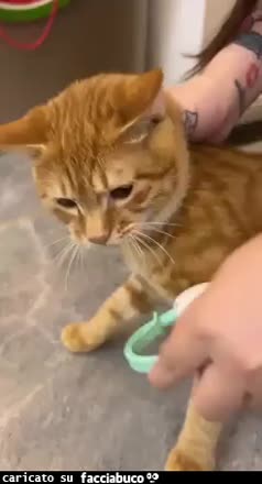 Gif Animata