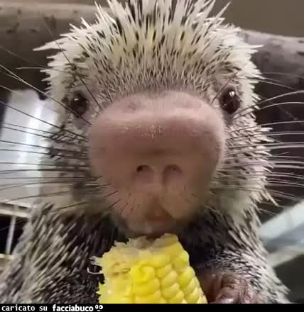 Gif Animata