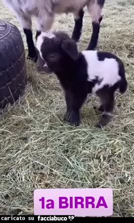 Gif Animata