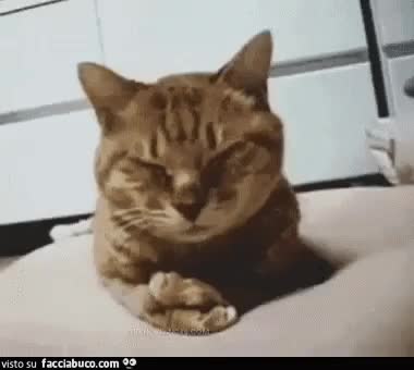 gif animata