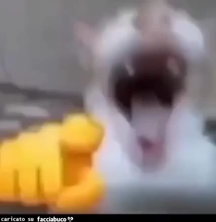 gif animata