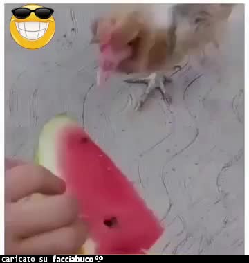 Gif Animata
