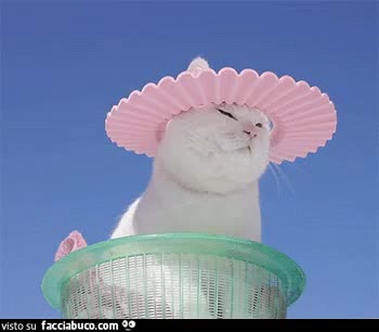 gif animata