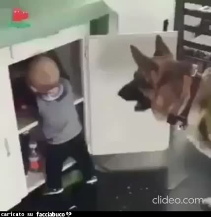 Gif Animata