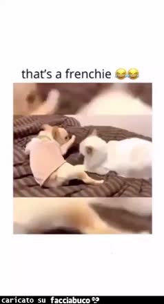 gif animata