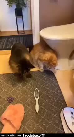 gif animata